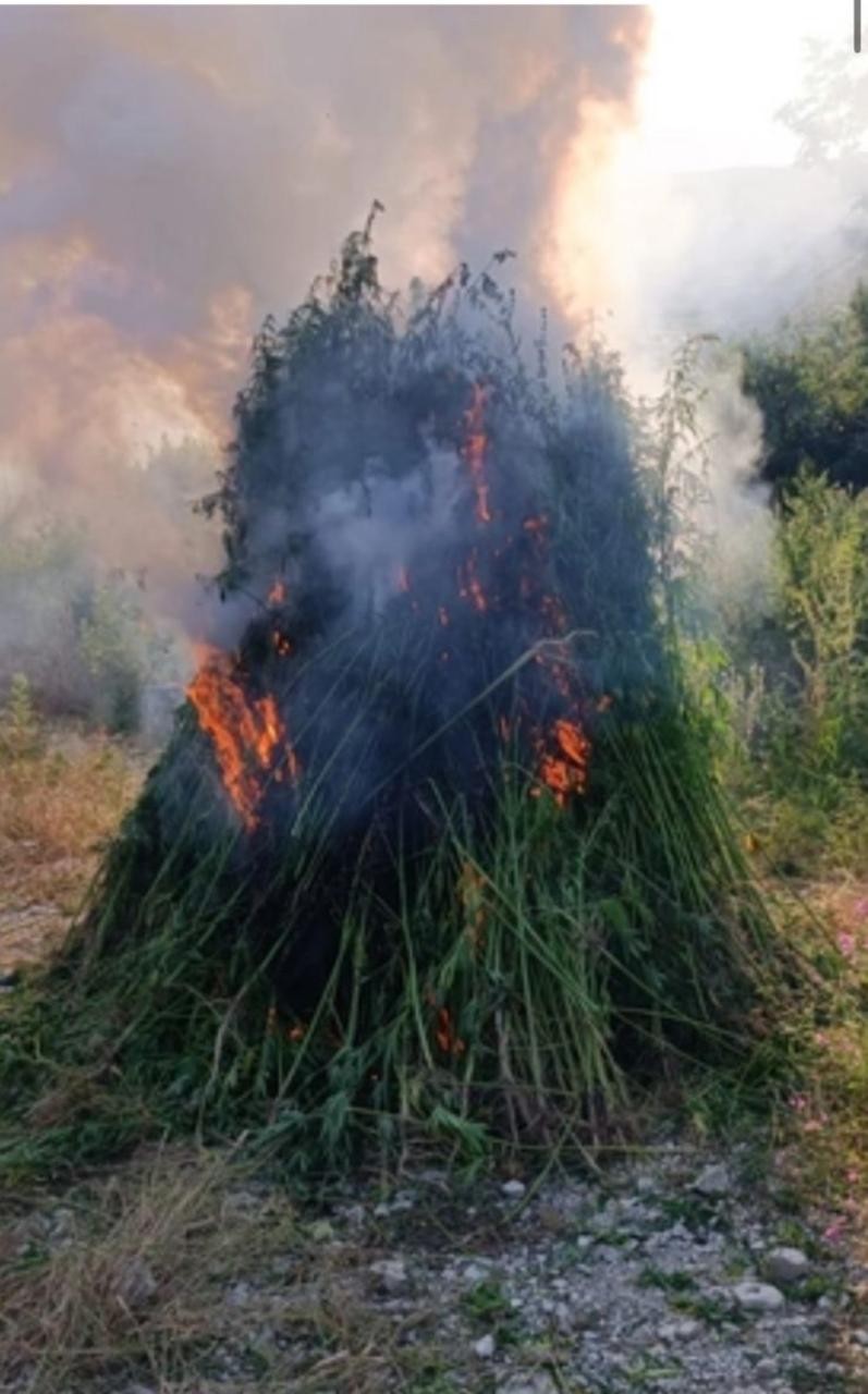 Yarım tondan artıq çətənə bitkisi məhv edildi - FOTO